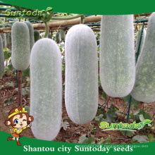 Suntoday buy vegetable seeds online garden seeds for sale organic chiqh gua wax melon seeds (19006)